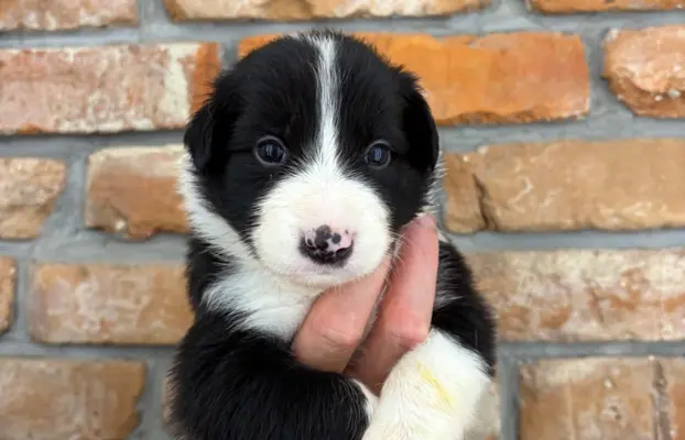 Border Collie szczeniaki 5