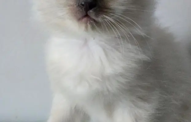 Urocze kocięta po utytułowanych rodzicach 4