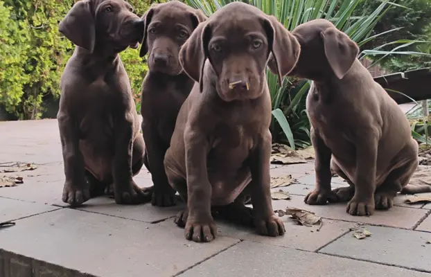 Szczęnięta - Wyżeł Niemiecki Krótkowłosy 3