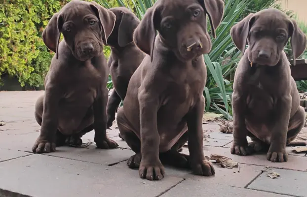 Szczęnięta - Wyżeł Niemiecki Krótkowłosy 1