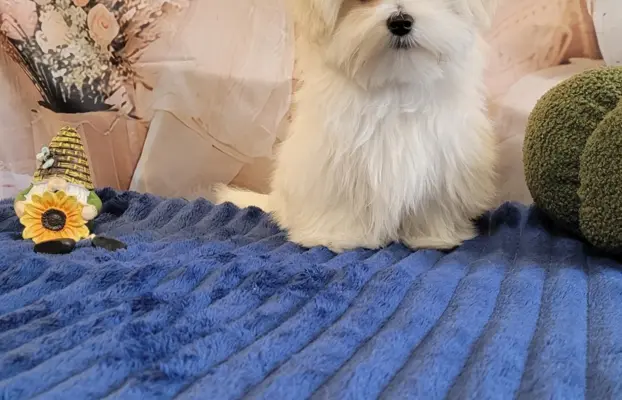 Chłopczyk Maltańczyk ZkwP fci 2