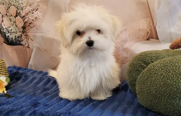 Chłopczyk Maltańczyk ZkwP fci 3