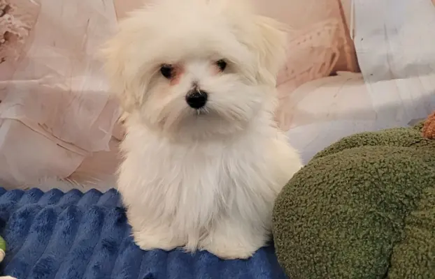 Chłopczyk Maltańczyk ZkwP fci 4