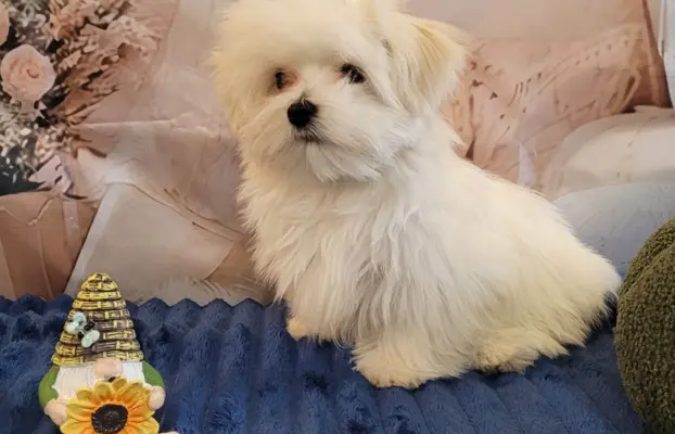 Chłopczyk Maltańczyk ZkwP fci 5