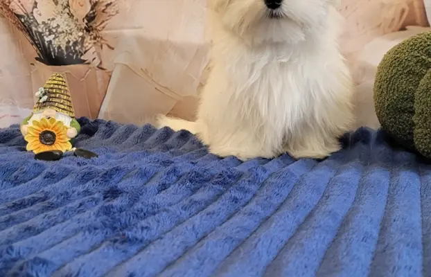 Chłopczyk Maltańczyk ZkwP fci 6