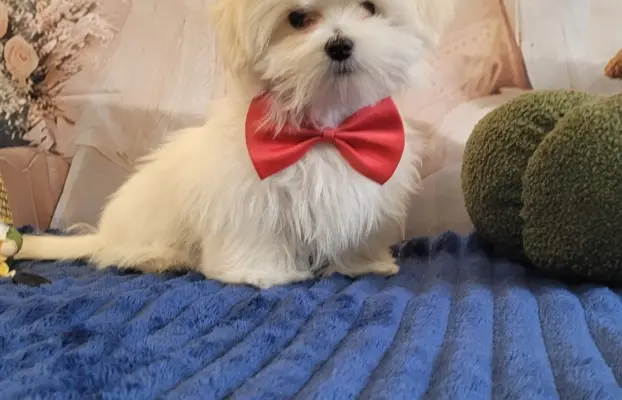 Chłopczyk Maltańczyk ZkwP fci 1