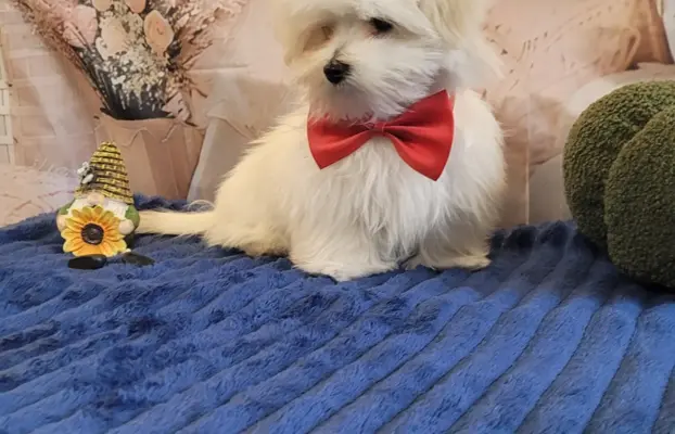 Chłopczyk Maltańczyk ZkwP fci 7