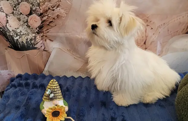 Chłopczyk Maltańczyk ZkwP fci 8