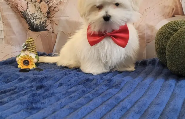 Chłopczyk Maltańczyk ZkwP fci 9