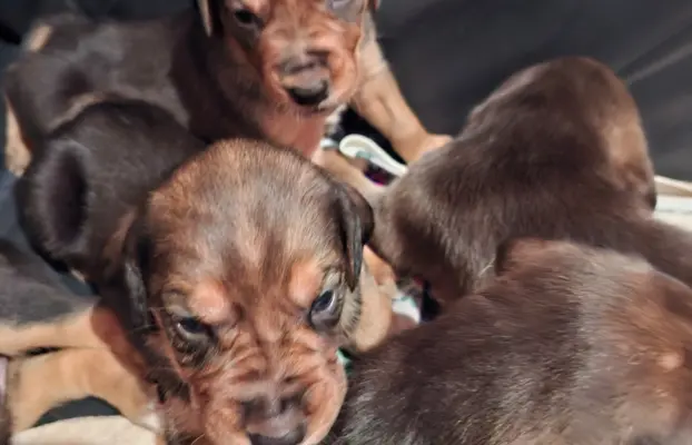 Szczenięta Ogar Polski 4