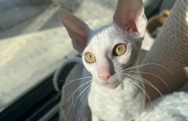 Cudowna kotka cornish rex błyskotka 5