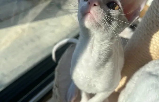 Cudowna kotka cornish rex błyskotka 6