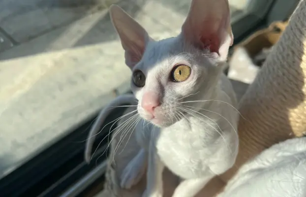 Cudowna kotka cornish rex błyskotka 7