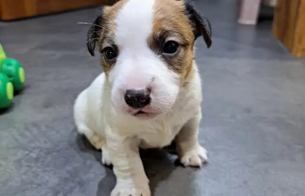 Szukamy kochających domów 2