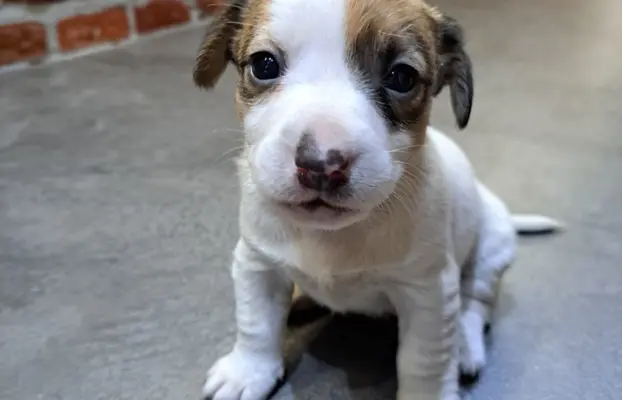 Szukamy kochających domów 3