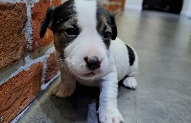 Szukamy kochających domów 4