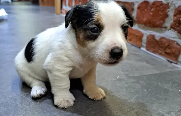 Szukamy kochających domów 5