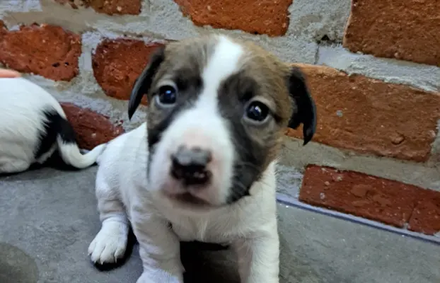 Szukamy kochających domów 6