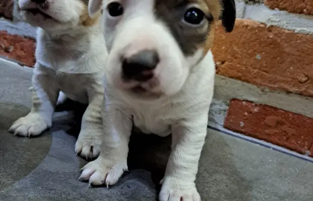 Szukamy kochających domów 1