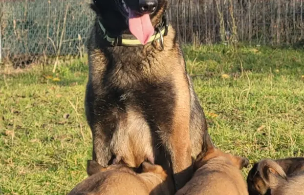 Owczarek Belgijski Malinois 8