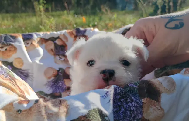 Puchata suczka chihuahua 1