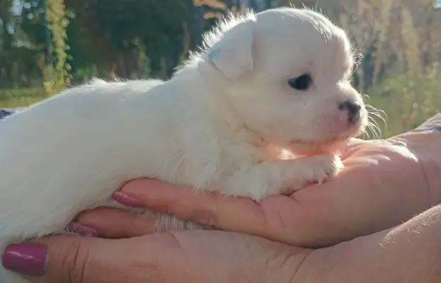 Puchata suczka chihuahua 2