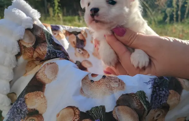 Puchata suczka chihuahua 3