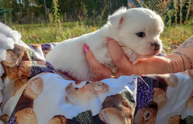 Puchata suczka chihuahua 4