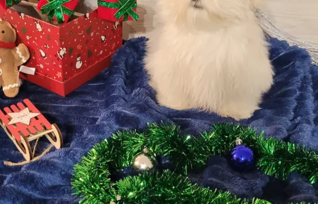 Chłopczyk Maltańczyk ZkwP fci 4