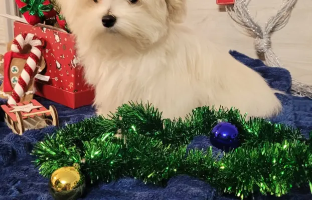 Chłopczyk Maltańczyk ZkwP fci 5