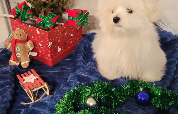 Chłopczyk Maltańczyk ZkwP fci 3