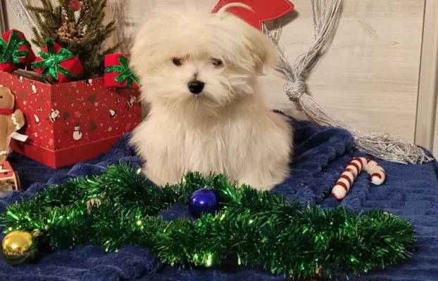 Chłopczyk Maltańczyk ZkwP fci 6