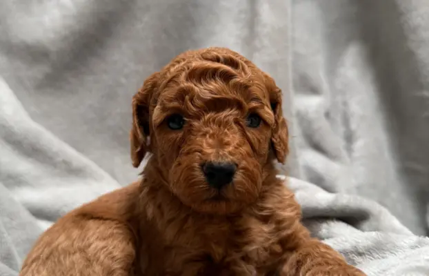 Pudel miniatura RED szczeniak z rodowodem REZERWACJA! 4