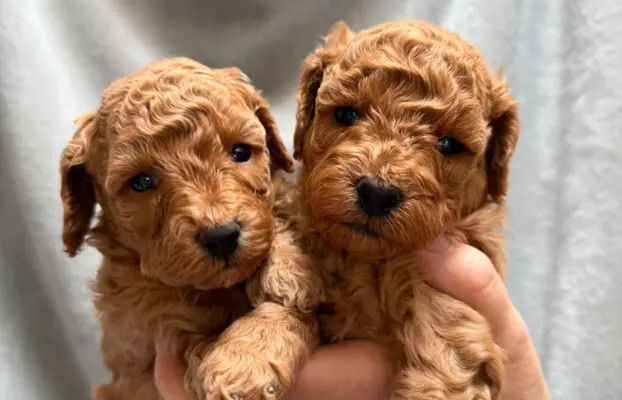 Pudel miniatura RED szczeniak z rodowodem REZERWACJA! 2