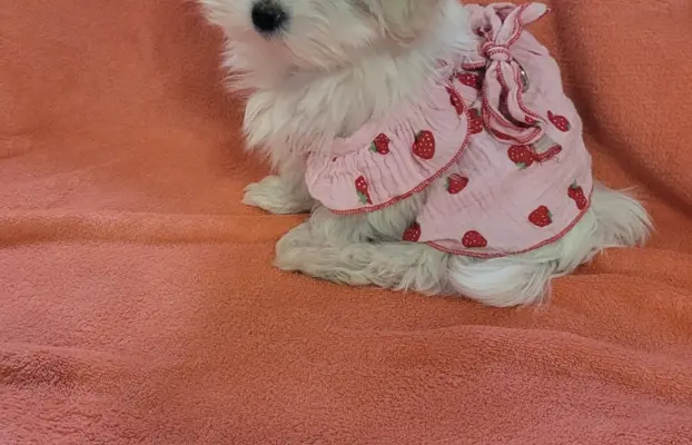 Suczka Maltańczyk fci Zkwp 3