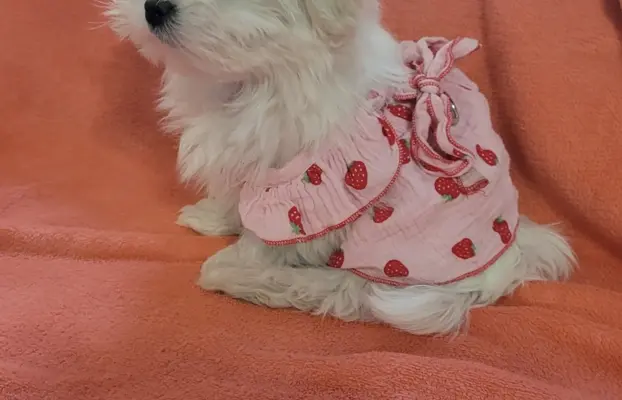 Suczka Maltańczyk fci Zkwp 4