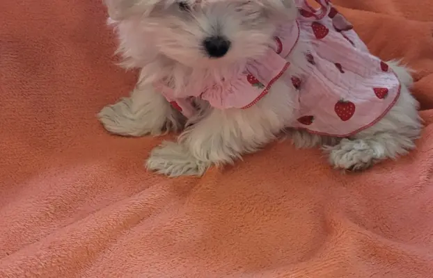 Suczka Maltańczyk fci Zkwp 5