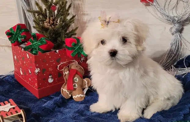 Suczka Maltańczyk fci Zkwp 6