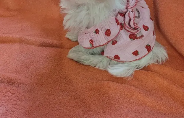 Suczka Maltańczyk fci Zkwp 7