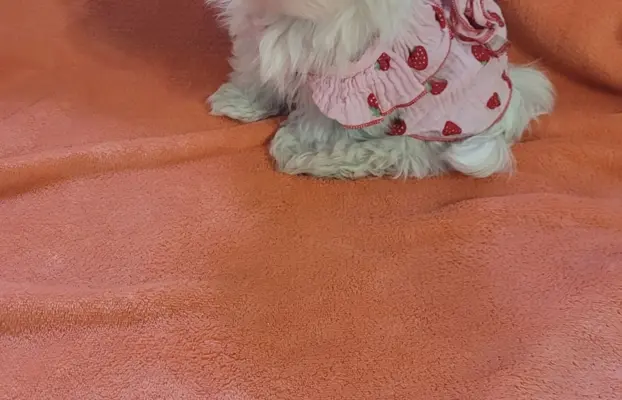 Suczka Maltańczyk fci Zkwp 8