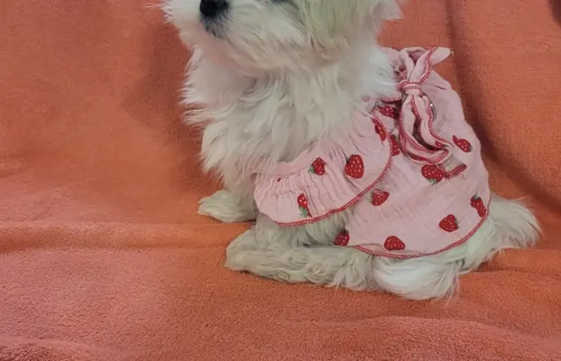 Suczka Maltańczyk fci Zkwp 9