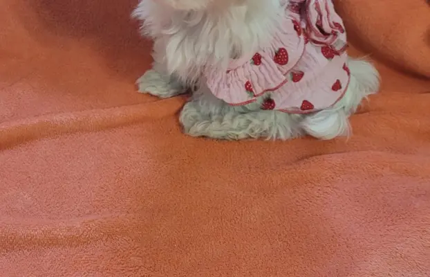 Suczka Maltańczyk fci Zkwp 10