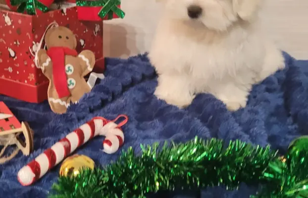 Chłopczyk Maltańczyk ZkwP fci 2