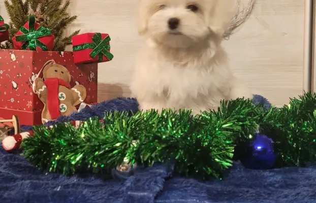 Chłopczyk Maltańczyk ZkwP fci 3