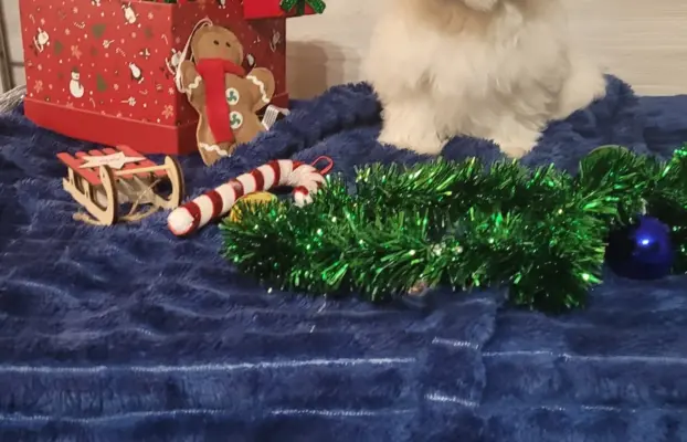 Chłopczyk Maltańczyk ZkwP fci 4