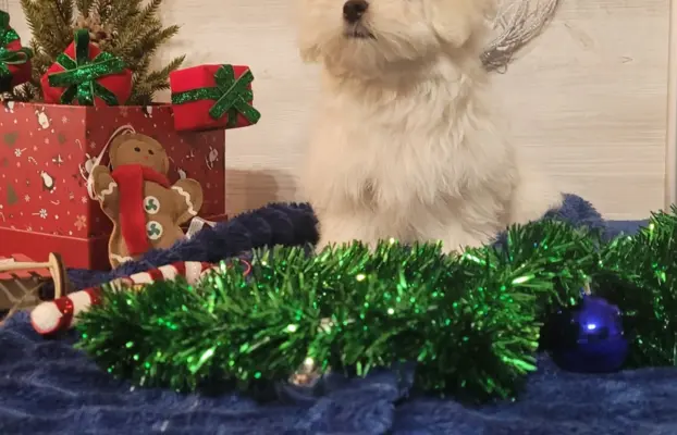 Chłopczyk Maltańczyk ZkwP fci 5