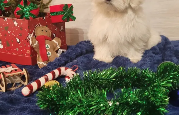 Chłopczyk Maltańczyk ZkwP fci 6