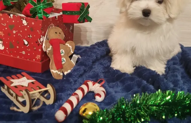 Chłopczyk Maltańczyk ZkwP fci 7