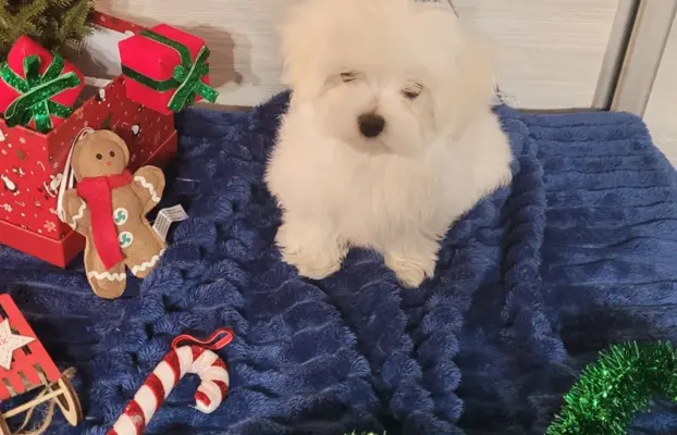 Chłopczyk Maltańczyk ZkwP fci 8