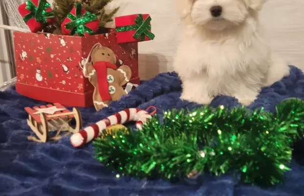 Chłopczyk Maltańczyk ZkwP fci 9